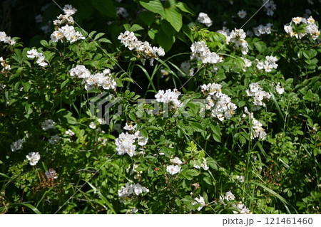 ノイバラ・野茨・野薔薇・花と実（偽果） 121461460