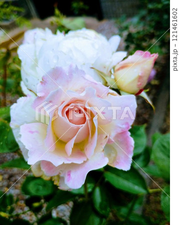 プリンセステンコー 121461602