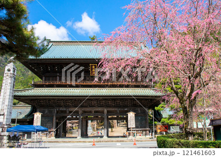 枝垂れ桜と山門 枝垂れ桜と山門 121461603