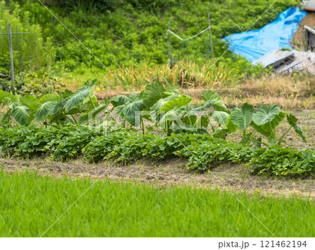 田園の中の小さな野菜畑 田園の中の小さな野菜畑 121462194