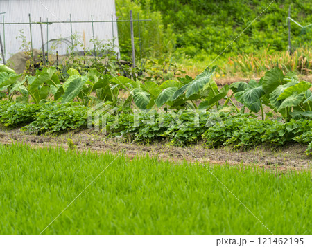 田園の中の小さな野菜畑 田園の中の小さな野菜畑 121462195