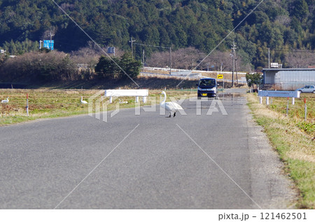 アスファルトで舗装された農道を自動車の往来に注意しながら向かい側の田んぼへ歩いて横断するコハクチョウ 121462501