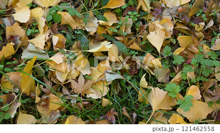 銀杏の葉　落ち葉 121462558