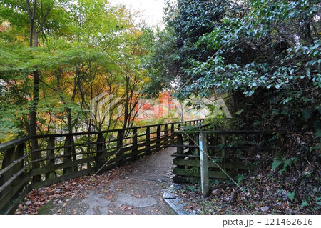 大阪府民の森 ほしだ園地（金剛生駒紀泉国定公園）／ 大阪府交野市星田 121462616