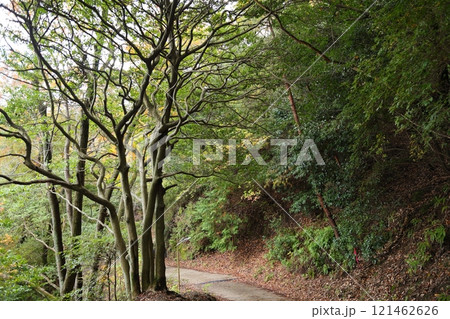 大阪府民の森 ほしだ園地（金剛生駒紀泉国定公園）／ 大阪府交野市星田 121462626