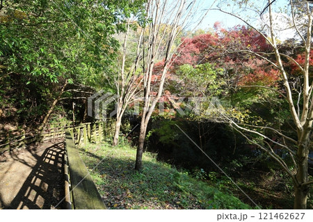 大阪府民の森 ほしだ園地(金剛生駒紀泉国定公園)/ 大阪府交野市星田 大阪府民の森 ほしだ園地(金剛生駒紀泉国定公園)/ 大阪府交野市星田 121462627
