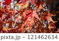 赤く色づいた紅葉 121462634