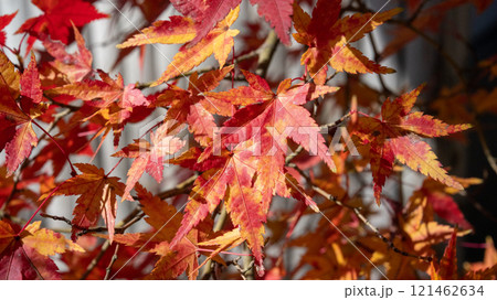 赤く色づいた紅葉 121462634