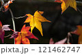 紅葉した葉 121462747