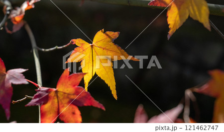 紅葉した葉 121462747