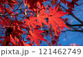 真っ赤な紅葉 121462749
