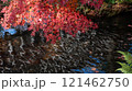 池に浮かぶ紅葉 121462750