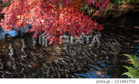 池に浮かぶ紅葉 121462750