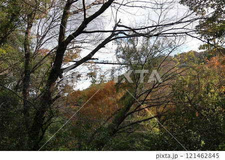 大阪府民の森 ほしだ園地〈星のブランコ〉（国定公園）／ 大阪府交野市星田 121462845