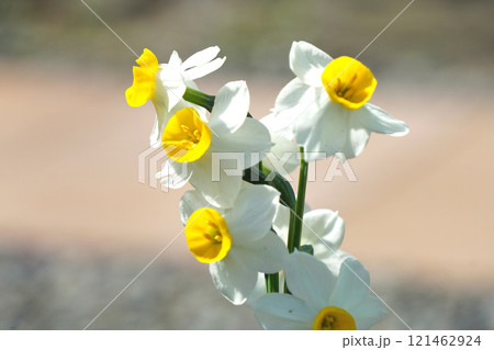 水仙の花 水仙の花 121462924