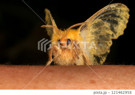 Yellow Moth, Close up of a moth. Night butterfly  121462958