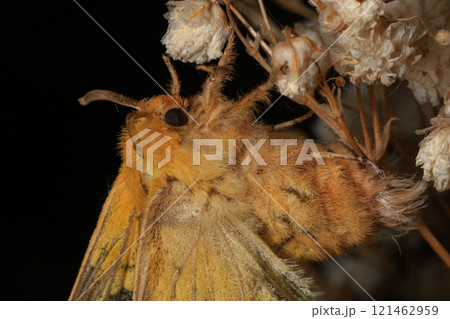 Yellow Moth, Close up of a moth. Night butterfly Yellow Moth, Close up of a moth. Night butterfly 121462959