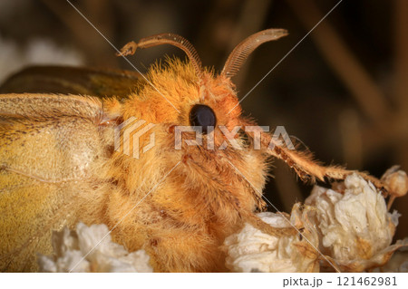Yellow Moth, Close up of a moth. Night butterfly  121462981