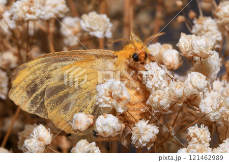 Yellow Moth, Close up of a moth. Night butterfly  121462989