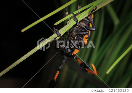 long-horned beetle 121463129