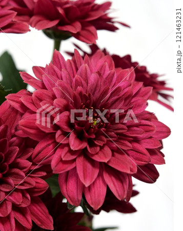 赤い菊 赤い菊 121463231