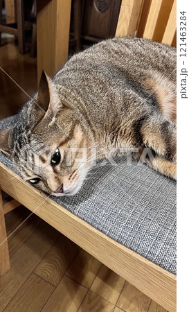 ログハウスのストーブで温まる猫 ログハウスのストーブで温まる猫 121463284