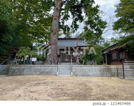 神戸の顕宗仁賢神社にある市民の木 神戸の顕宗仁賢神社にある市民の木 121463466