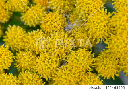 イソギクの花・日本固有種の海浜植物 121463496