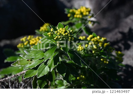 イソギクの花・日本固有種の海浜植物 121463497
