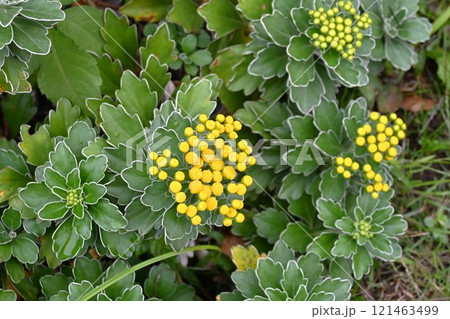 イソギクの花・日本固有種の海浜植物 イソギクの花・日本固有種の海浜植物 121463499