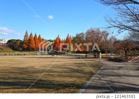 打上川治水緑地 秋絶景 / 【大阪府寝屋川市太秦桜が丘】 打上川治水緑地 秋絶景 / 【大阪府寝屋川市太秦桜が丘】 121463501