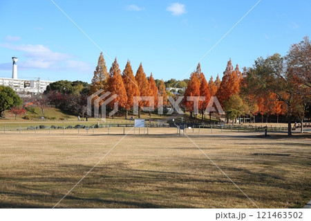 打上川治水緑地 　秋絶景 ／ 【大阪府寝屋川市太秦桜が丘】 121463502