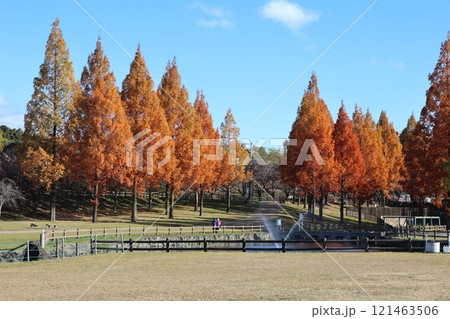 打上川治水緑地 秋絶景 / 【大阪府寝屋川市太秦桜が丘】 打上川治水緑地 秋絶景 / 【大阪府寝屋川市太秦桜が丘】 121463506