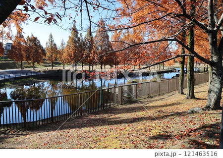 打上川治水緑地 秋絶景 / 【大阪府寝屋川市太秦桜が丘】 打上川治水緑地 秋絶景 / 【大阪府寝屋川市太秦桜が丘】 121463516