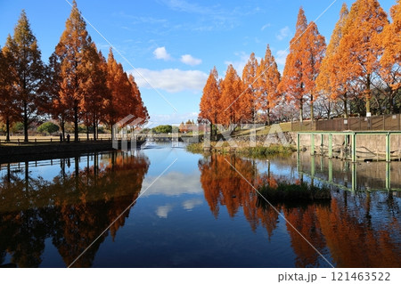 打上川治水緑地 秋絶景 / 【大阪府寝屋川市太秦桜が丘】 打上川治水緑地 秋絶景 / 【大阪府寝屋川市太秦桜が丘】 121463522