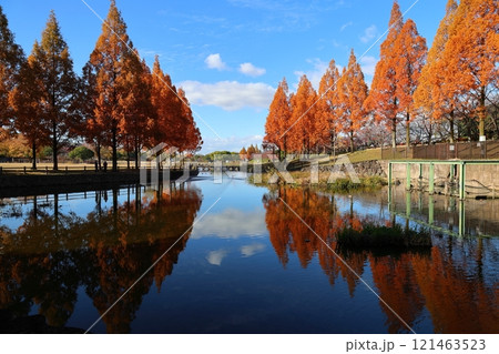 打上川治水緑地 秋絶景 / 【大阪府寝屋川市太秦桜が丘】 打上川治水緑地 秋絶景 / 【大阪府寝屋川市太秦桜が丘】 121463523
