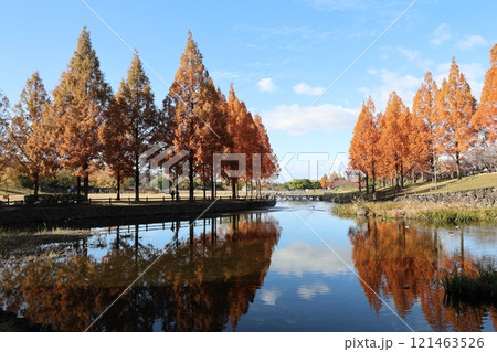 打上川治水緑地 秋絶景 / 【大阪府寝屋川市太秦桜が丘】 打上川治水緑地 秋絶景 / 【大阪府寝屋川市太秦桜が丘】 121463526