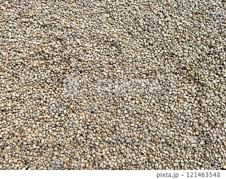 raw coffee beans spread out for drying under natural sunlight. This image highlights the initial stage of coffee processing, showcasing the organic texture and natural color of unroasted beans raw coffee beans spread out for drying under natural sunlight. This image highlights the initial stage of coffee processing, showcasing the organic texture and natural color of unroasted beans 121463548