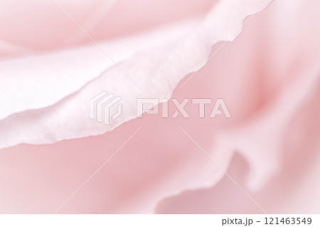 Abstract floral background, pink pale rose flower petals, soft focus. Macro flowers backdrop for holiday brand design Abstract floral background, pink pale rose flower petals, soft focus. Macro flowers backdrop for holiday brand design 121463549
