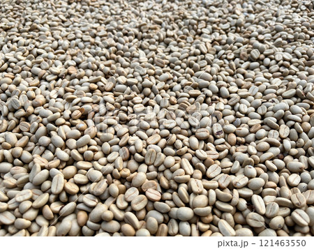 raw coffee beans spread out for drying under natural sunlight. This image highlights the initial stage of coffee processing, showcasing the organic texture and natural color of unroasted beans 121463550