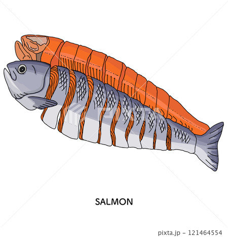 北海道　紅鮭　線画のイラスト 121464554
