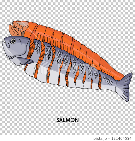 北海道　紅鮭　線画のイラスト 121464554