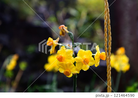 素盞雄神社（すさのお神社）水仙（黄房スイセン） 121464590