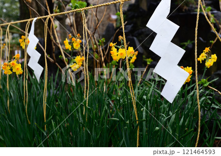 素盞雄神社（すさのお神社）水仙（黄房スイセン） 121464593