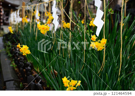 素盞雄神社（すさのお神社）水仙（黄房スイセン） 121464594