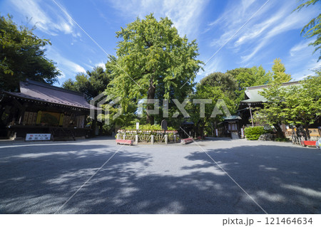 七社神社の本殿と御神木【伝統イメージ】 121464634