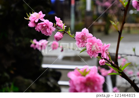 素盞雄神社(すさのお神社)桃まつり(桃の花) 素盞雄神社(すさのお神社)桃まつり(桃の花) 121464815