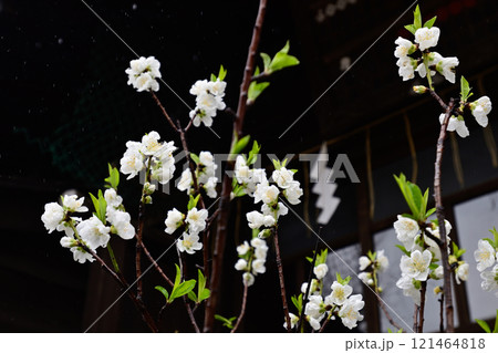 素盞雄神社（すさのお神社）桃まつり（桃の花） 121464818