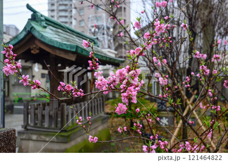 素盞雄神社（すさのお神社）桃まつり（桃の花） 121464822