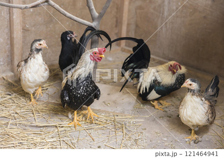 ニワトリ小屋でニワトリとチャボとニワトリのハーフを飼育するイメージ 121464941